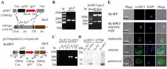 疟原虫作为肝癌疫苗载体研究（图片来源：Oncotarget， 2017）