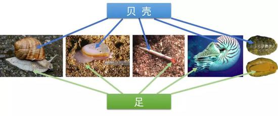 不同贝类最明显的差别就是贝壳和足（从左到右：腹足纲、双壳纲、掘足纲、头足纲、多板纲）