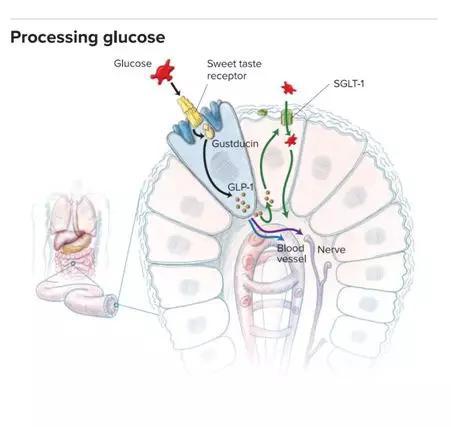 当葡萄糖与肠道细胞上的甜味感受器结合时，感受器会通过像GLP-1这类的中介物G蛋白（Gustducin）触发激素释放，从而正向调节如SGLT-1这种的葡萄糖转运分子，使葡萄糖进入血液。GLP-1还会作用于神经细胞，引起饱腹感，进而发出停止进食的信号。图源：NICOLLE R。 FULLER / SAYOSTUDIO