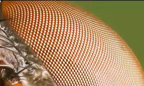  蜜蜂的复眼能根据太阳的偏光确定太阳的方位。图片来源：中国科学院高能物理研究所提供