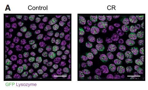 一个个隐窝和其中的多个干细胞，可见CR小鼠的隐窝更大、细胞更多