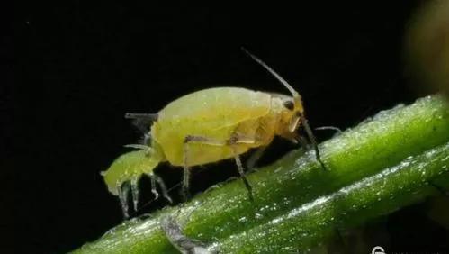 卵胎生的蚜虫(图片来源于网络)