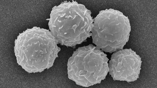 骨髓细胞是干细胞治疗一种常用的细胞。图片来源：Dennis Kunkel Microscopy/SPL