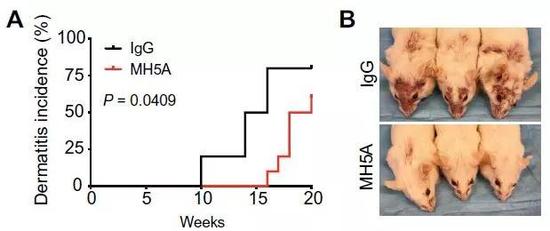 ▲激活PD-1H的单抗（MH5A）推迟红斑狼疮小鼠发病并减轻症状（图片来源：参考资料[1]）