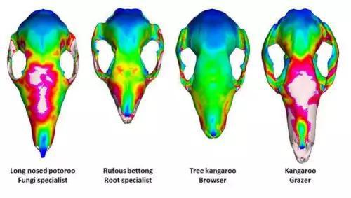 部分有限元分析结果示意图。从左到右食性分别为吃蘑菇、吃根、吃嫩枝和吃草（图片来源：Dr。 Rex Mitchell， University of New England。原创）