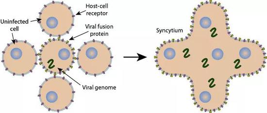 ▲ 病毒感染介导形成的合胞体（图源：viralzone.expasy.org）
