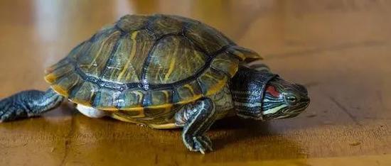 乌龟的性别可由环境决定（来源网络）
