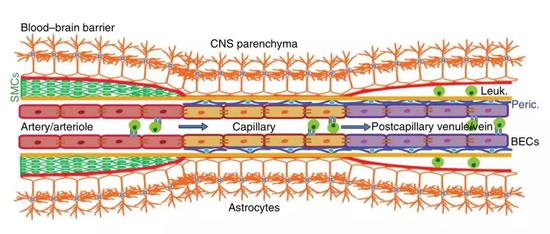▲血脑屏障[1]