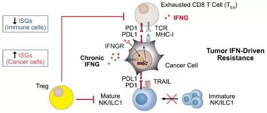 ▲肿瘤细胞通过干扰素信号对免疫疗法产生耐药（图片来源：参考资料[1]）