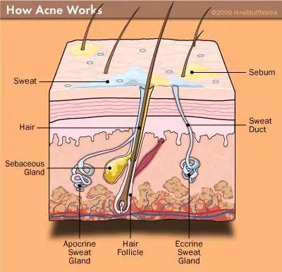 人类皮脂腺（Sebaceous Gland，黄色部分）