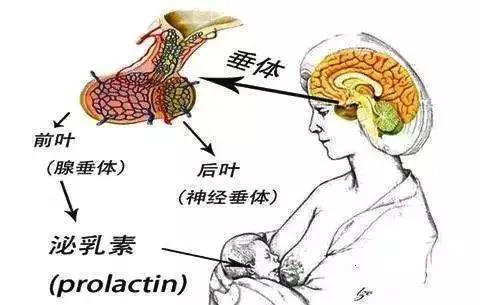 催乳素（Prolactin，简称PRL，又叫促乳素或催乳激素）是一种由垂体前叶腺嗜酸细胞分泌的蛋白质激素