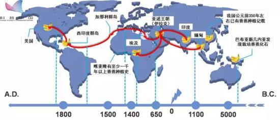 公元前数千年，巴布亚新几内亚和中国等地均有香蕉栽培记录。但目前全球广泛栽种的香蕉（如华蕉）为起源于东亚的人工栽培品种。因此，虽然我国拥有丰富的野蕉资源，但目前种植的香蕉却是舶来品。