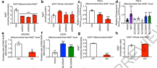 在几种不同的细胞系中过表达SLC25A51和其同家眷的SLC25A52时，线粒体内的NAD+火平升高；敲除SLC25A51时，线粒体内的NAD+明显下落