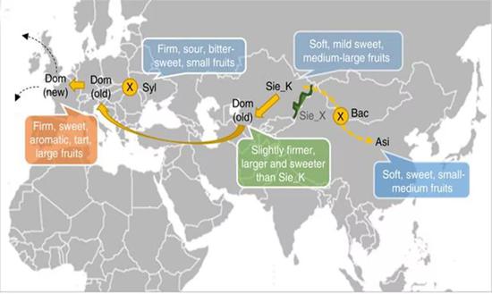 苹果进化图。黄色箭头表示沿着古丝绸之路的走向，向西传入欧洲地区，向东部传入中国内地的演化地图。
