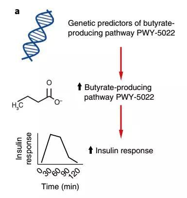 丁酸促进胰岛素响应