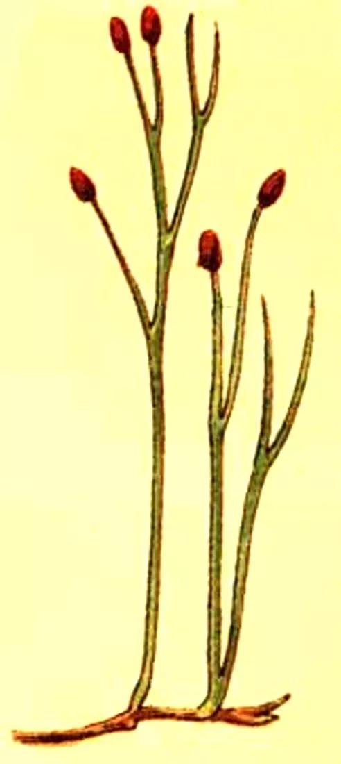 环境差异极大,来到陆地上生活的维管植物必然要面临诸多新的环境问题