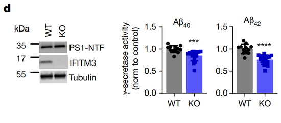 óIFITM3󣬦÷øµ׵