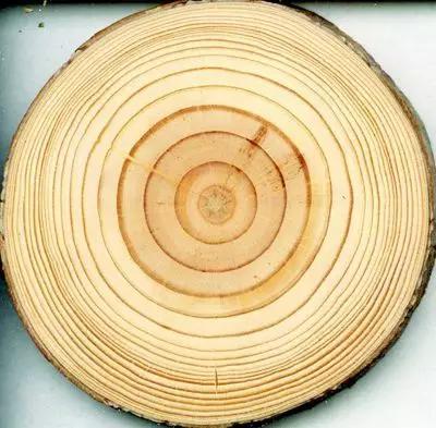 年轮的拼音 新浪网