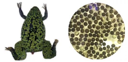 非洲爪蟾及其卵母细胞通过扫描电镜观察,他们发现蛾子的产卵器上存在