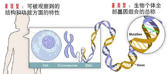 图4。 表现型及基因型