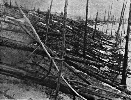  通古斯大爆炸发生地点附近倒伏的树木（图片来源：the Leonid Kulik Expedition）