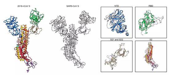 ▲ 新冠病毒和SARS病毒结构的比较
