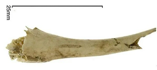 在智利发现的具有波利尼西亚特征的鸡骨之一
