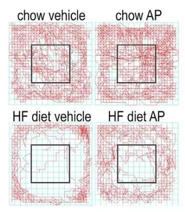 第一行为正常饮食小鼠,第二行为高脂饮食小鼠,红色线条为小鼠运动轨迹, 高脂饮食小鼠在经过AP治疗之后,活动范围向中心扩展,表明焦虑行为减少。