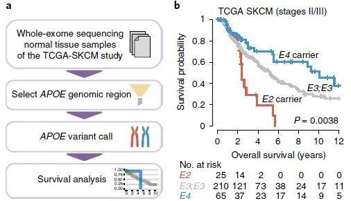  ▲不同APOE基因型的黑色素瘤II、III期患者平均生存时间最长，APOE2携带者最短（图片来源：参考资料[1]）