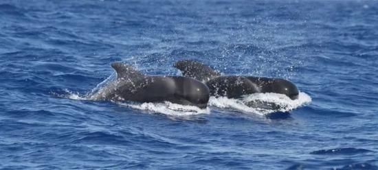 短肢领航鲸（图片来源：Center of Whale Research）