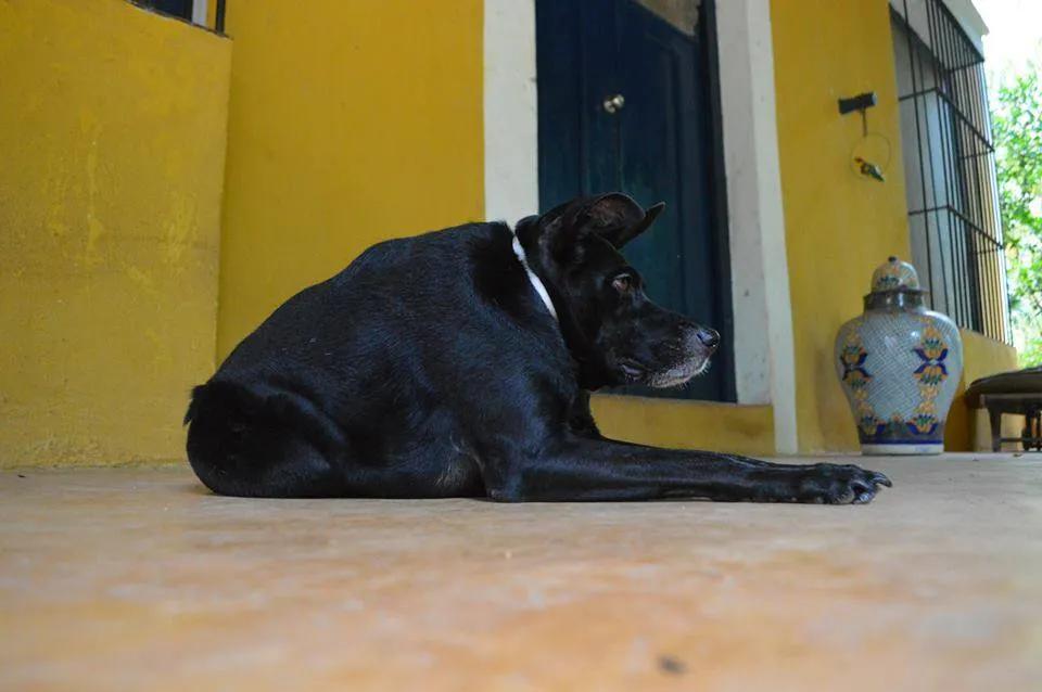 一只患有短脊椎综合征的狗子Mina
