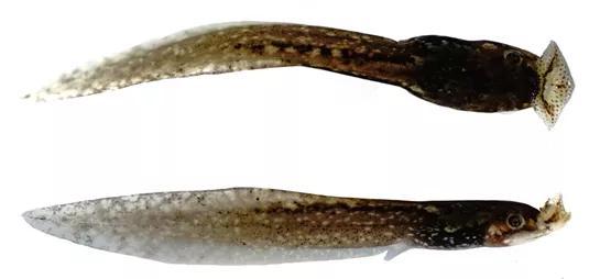 图3 百山祖角蟾蝌蚪活体照片背面和侧面