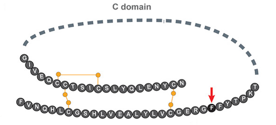 人类胰岛素原包含3段肽链和3个二硫键，需要切割去除C链后，才能折叠成为真正起效的胰岛素分子。在重要的折叠位点——B链第24个氨基酸的任何突变都会影响胰岛素的合成。（图片来源：参考资料[1]）