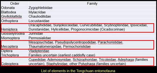 铜川昆虫群中的昆虫种类，红框中的表示几类当时很繁盛的昆虫