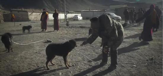 寺庙组织的活动中 采取这样捕获流浪獒犬后喂食认主的情况让大家领养