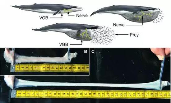 上图为须鲸张开巨口捕食时面部大神经（黄色）的拉伸情况，下图为解剖分离出来的一段面部大神经被人为拉伸的情况 | 参考资料[4]