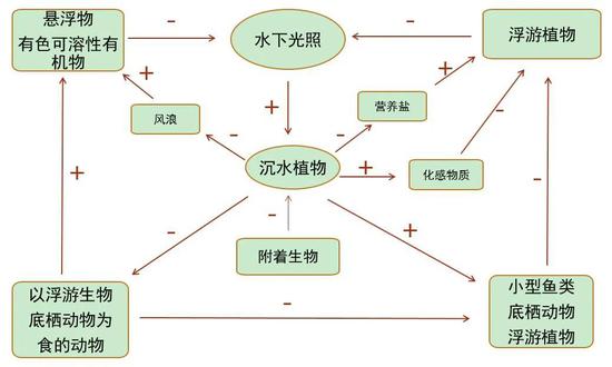 图1 沉水植物在水生生太系统中的建构功能