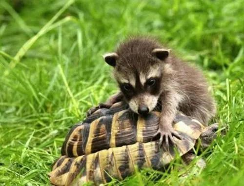 小时候扒拉老乌龟