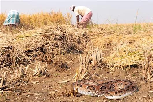 印度农民尤其容易被蛇咬伤，图为圆斑蝰蛇。图片来源：Captive & Field Herpetology