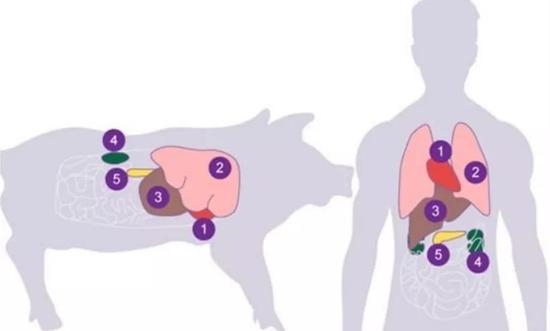 猪与人类器官分布对比图