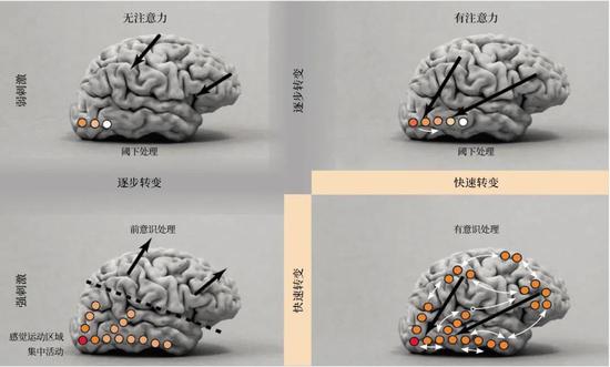 2006年，斯坦尼斯拉斯·迪昂和同事们绘制了这张图像，以区分大脑处理一个视觉刺激时所呈现的基本状态。颜色的深浅表明该部位大脑活动的强度，弯曲的白色箭头表明了这些部位之间的相互作用。较粗的黑色箭头指示注意力的整体方向（转向刺激或偏离刺激）。