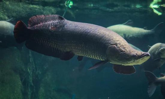 巴西骨舌鱼 图片来源:smithsonian's national zoo