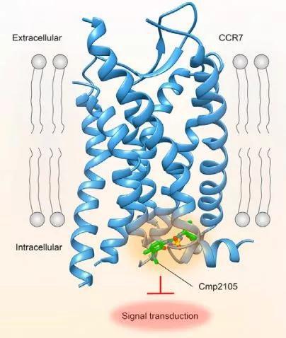  ▲CCR7受体与胞内别构拮抗剂Cmp2105（图片来源：参考资料[1]）