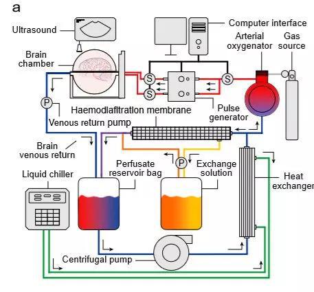 ▲BrainEx灌注系统图示 （图片来源：参考资料[1]）