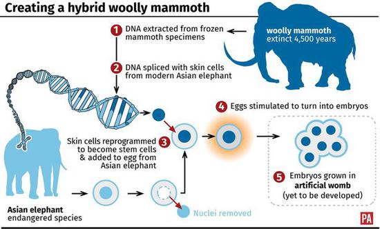 ▲基因编辑技术复活猛犸（来源：PA）