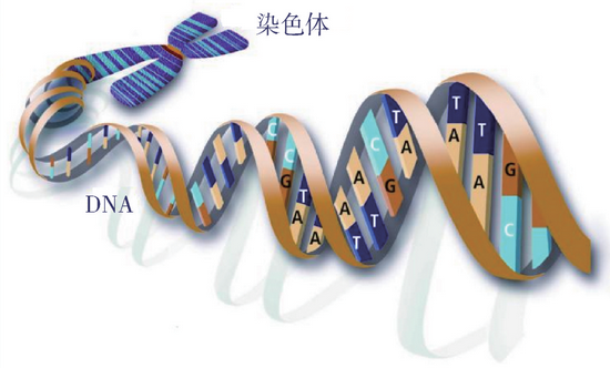 图2 DNA双螺旋模型示意图（图片源自网络）