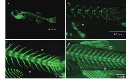 不同发育时期斑马鱼肌间骨骨化过程 （图片来源：参考文献3）