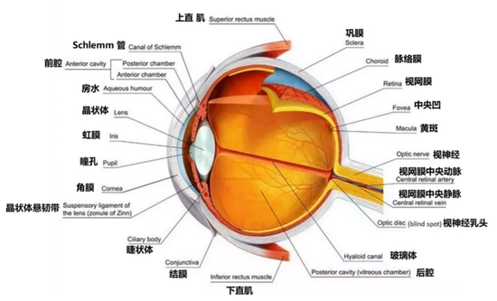眼球的构造图解及功能图片