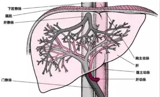 肝脏的血供示意图图片