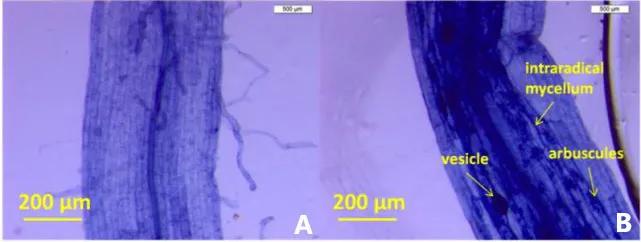 图6 A为未被真菌Rhizophagus irregularis侵染的蒲公英根系；B为侵染后的根系，其中可见丛植菌根的典型结构：丛枝（arbuscule）；泡囊（vesicle）；以及根内菌丝（intraradical mycelium）（图片引自文献3 ）